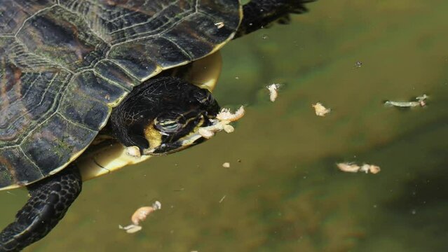 Freshwater turtles eat herb in a pond video footage