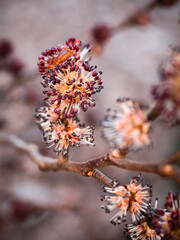 Nahaufnahme von Blüten der Ulme (Ulmus glabra) an mehreren kleinen Ästen im Frühling fotografiert.