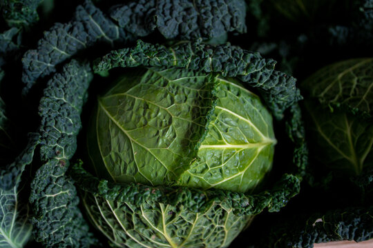 Kapusta, Włoska Kapusta, włoskie kapusty, italian cabbage, młoda kapusta