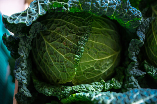 Kapusta, Włoska Kapusta, włoskie kapusty, italian cabbage, młoda kapusta