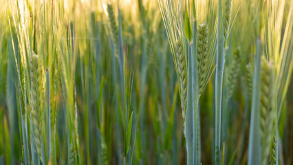 green wheat field background, closeup and full frame