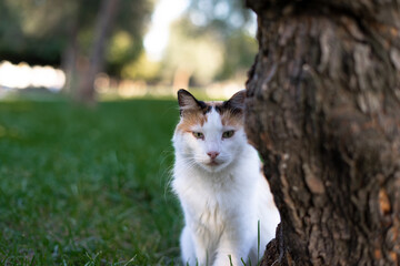 White cat on the grass near the tree