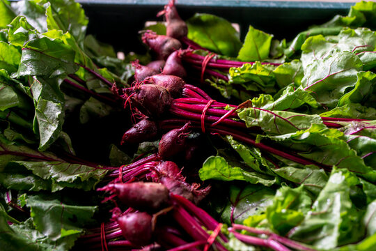 botwina, botwinka, młode buraczki, wiosenne warzywa, nowalijki, liście, chard, chard, young beetroot, spring vegetables, spring vegetables, leaves,