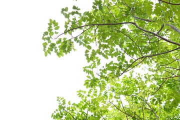 leaves on a white background