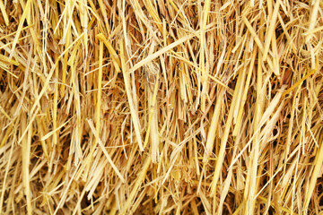 Dry rice straw texture for background and design, hay bale pattern.