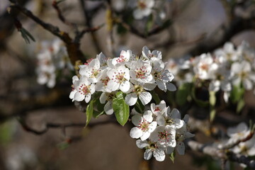 Fruit trees in the garden bloom in spring