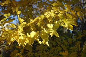 Closeup of autumnal foliage of mulberry in mid November