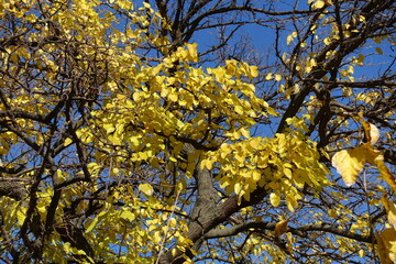 Last yellow leaves on branches of mulberry against blue sky in mid November