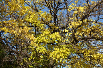 Scarce autumnal foliage on branches of mulberry against blue sky in November