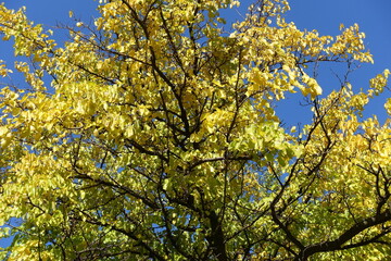 Thick branches of mulberry with autumnal foliage against blue sky in October