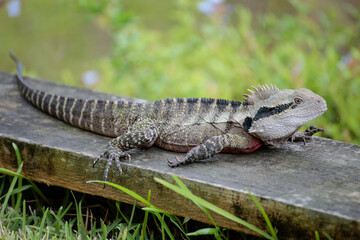 Water Dragon Lizard With Red Colour Under Head on Timber Sleeper Isolated