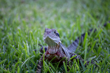 Obraz premium Water Dragon Lizard With Red Colour Under Head in Green Lush Grass