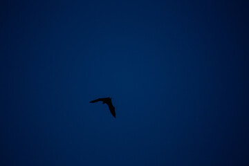 Bat Silhouette Isolated Against Dark Blue Night Sky