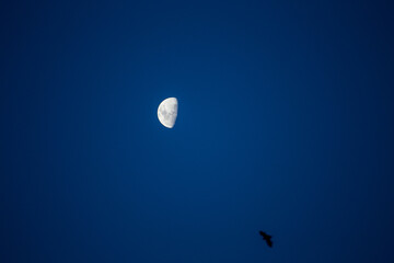 Half Moon in Clear Blue Night Sky and Bat Flying Isolated