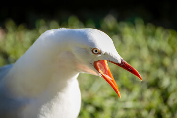 Seagul Head Beak Wide Open and Eye Detail Closeup Isolated