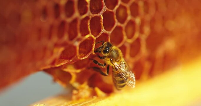 Working bee on honeycomb.