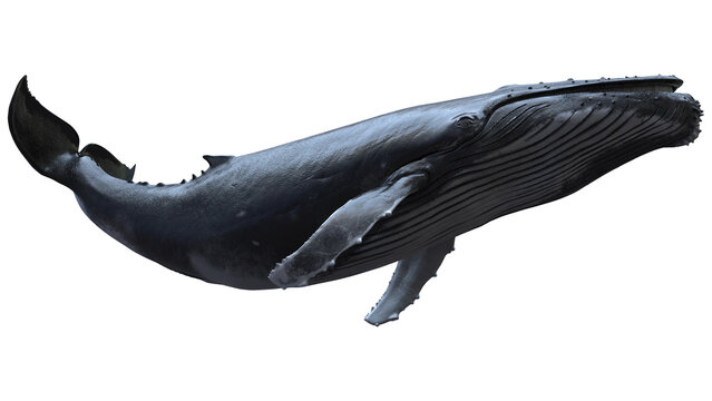 8k Isolated 3d humpback whale swimming low angle on white background
it seems whale flying in the sky,it great for artistic shots
animation footage available on Adobe Stock Footage
3d rendering