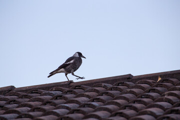 Young Magpie Bird Walking on Tiles Suburban Roof with Clear Sky Isolated