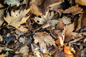 Litter of wilted leaves in autumn