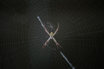 Colourful Spider in Web Centre with Black Background Isolated