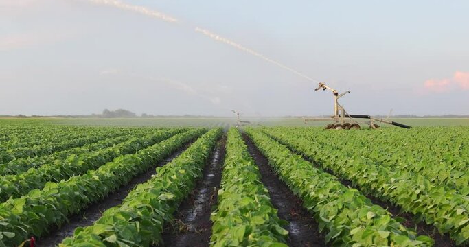 Irrigation system rain gun sprinkler on agricultural soybean field helps to grow plants in the dry season. Landscape rural scene beautiful sunny day