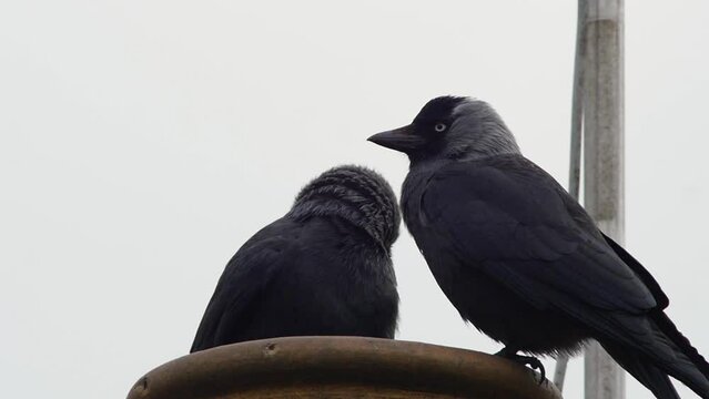 A pair of jackdaws making a nest in a chimney pot. Slow motion