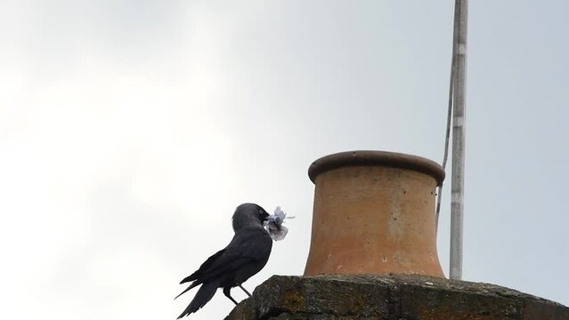 A Jackdaw arriving at a chimney in which it is nesting. Slow motion