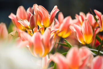 Tulpen in der Wiese © Peter Allgaier