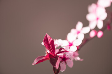 Blossoming plum branch with burgundy leaves.