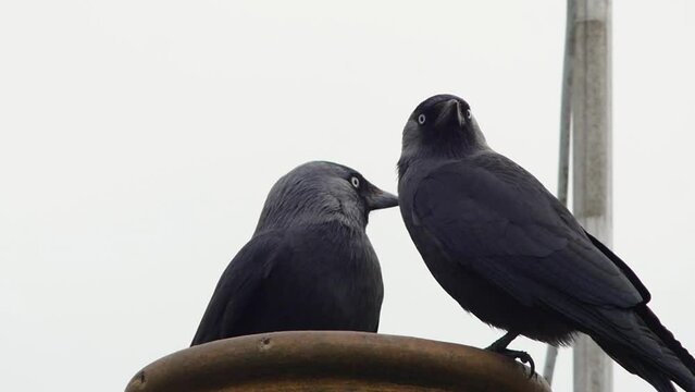 A pair of jackdaws making a nest in a chimney pot. Slow motion