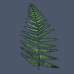 Vector illustration with ink colored fern  - 500219124