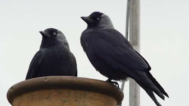 A pair of jackdaws making a nest in a chimney pot. Slow motion