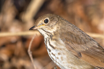 female house sparrow