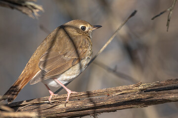 Brown Thrush
