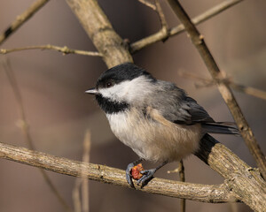 black capped chickadee