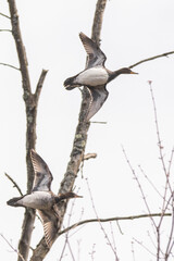 Common Mergansers