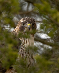 Red Tail Hawk