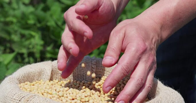 Soybean grain in a hands of successful farmer, in a background green soybean field, agricultural concept. Close up of hands full of soybean grain in jute sack, slow motion