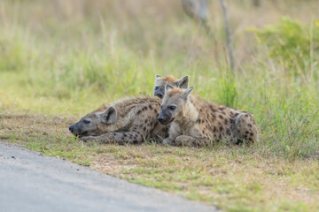 Family of Hyenas resting near a road