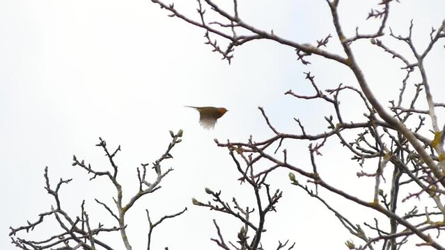 The European robin (Erithacus rubecula) taking off from a tree