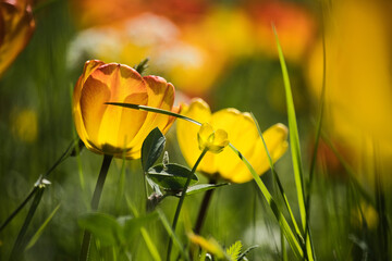 Gelbe Tulpe in der Wiese