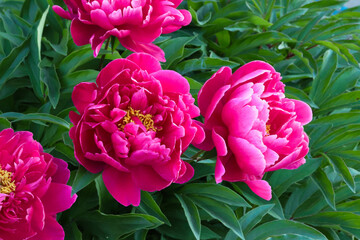 blooming chinese peonies on a hot summer day