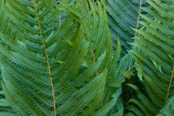 Fototapeta na wymiar green fern bushes in the shade of the summer garden