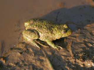Yellow-bellied toad (Bombina variegata) resting on muddy ground near a shallow waterbody. Protected amphibian species found in mountain regions of Central Europe