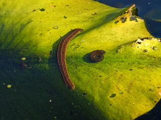 Medicinal leech (Hirudo medicinalis) and water snail on floating leaf in natural pond habitat. Aquatic invertebrates shown in sunlight with water reflections