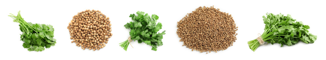 Set with fresh green coriander leaves and dried seeds on white background. Banner design