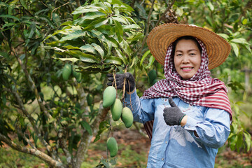 Asian woman gardener is at mango tree garden, check quality of mango fruits in organic farm. Smile....