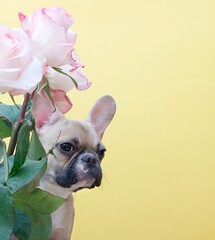 Dog breed French bulldog sits on a yellow background looking out from behind a spectacular bouquet of roses on the day of the holiday. Studio photography.