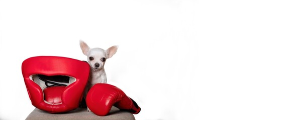 A small white chihuahua breed dog sits next to red boxing gloves and a boxing red helmet on a white...