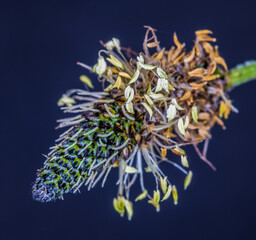 Ribwort Plantain  -  Plantago laceolata